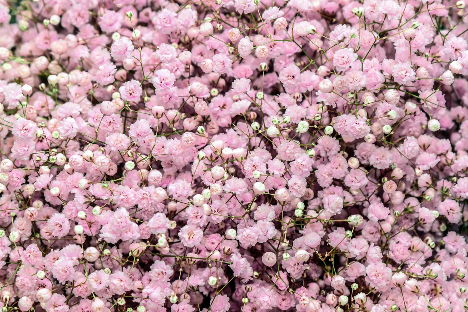 Brudeslør 'Pacifica'